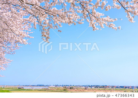 桜と田園　桜堤公園　日吉津村 47366343