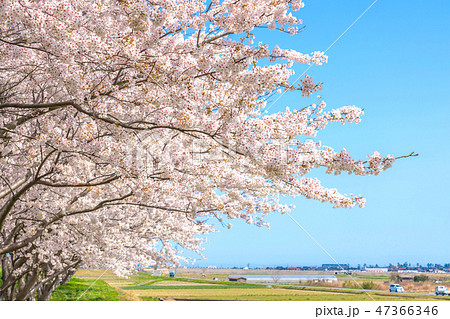 桜と田園　桜堤公園　日吉津村 47366346