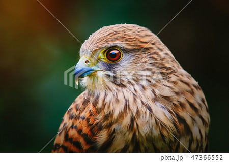 Common Kestrel (Falco Tinnunculus) Common Kestrel (Falco Tinnunculus) 47366552
