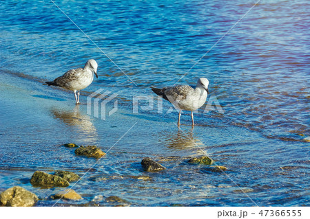 Subadult European Herring Gulls 47366555
