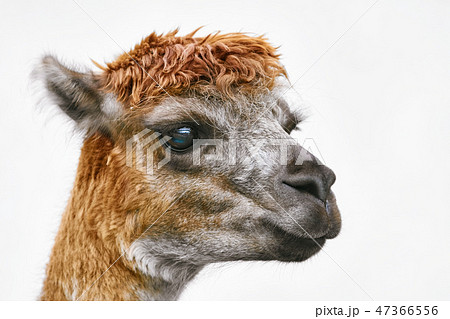 Portrait of Alpaca 47366556