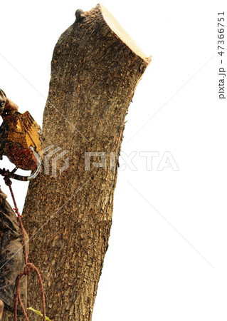 People are cutting down trees. 47366751