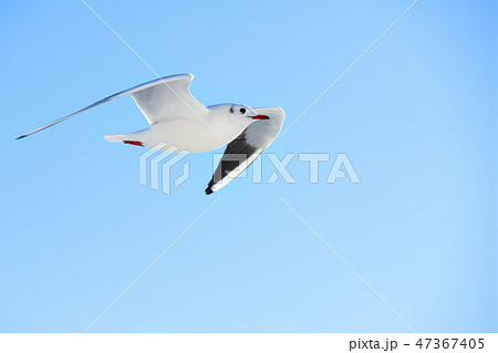 伊豆の青空を飛ぶカモメ 伊豆の青空を飛ぶカモメ 47367405