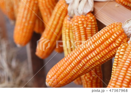 Dry cob corn hanging 47367968