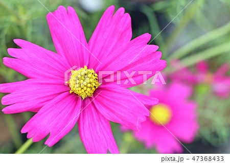 Cosmos flower in tropical Cosmos flower in tropical 47368433