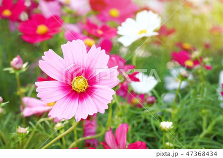 Cosmos flower in tropical Cosmos flower in tropical 47368434