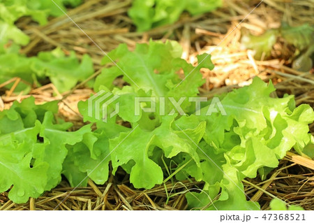 Early cabbage in farm Early cabbage in farm 47368521