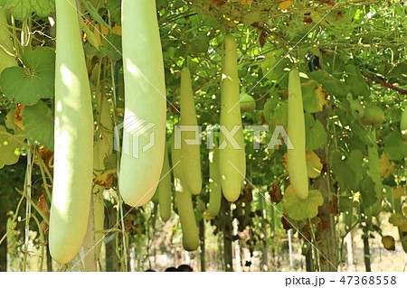 winter melon in farm winter melon in farm 47368558