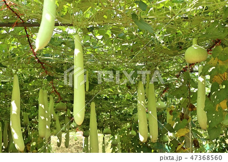 winter melon in farm winter melon in farm 47368560