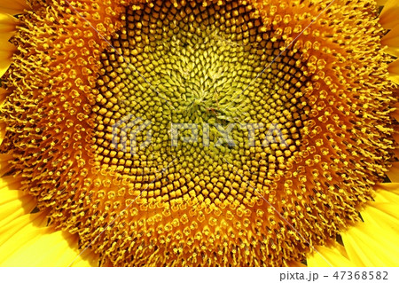 Sunflower field in tropical Sunflower field in tropical 47368582