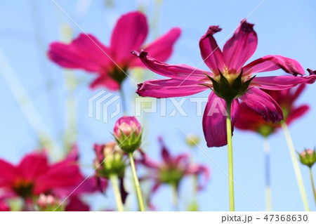 Cosmos flower in tropical Cosmos flower in tropical 47368630