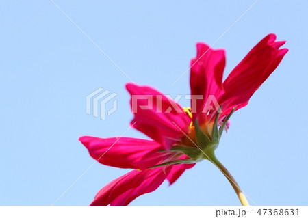 Cosmos flower in tropical 47368631