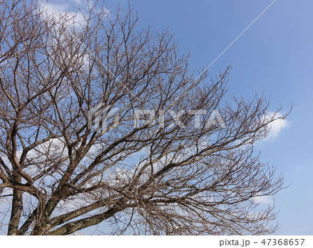 冬イメージ(枯れ木) 47368657