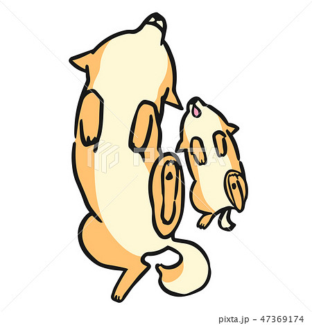柴犬 犬 親子 ポーズ 表情 ねんねのイラスト素材