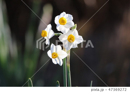 スイセンの花 スイセンの花 47369272