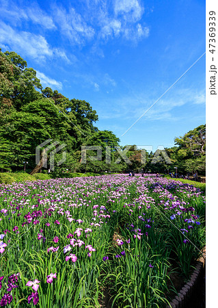 花菖蒲園＠長崎県大村市大村公園 47369339