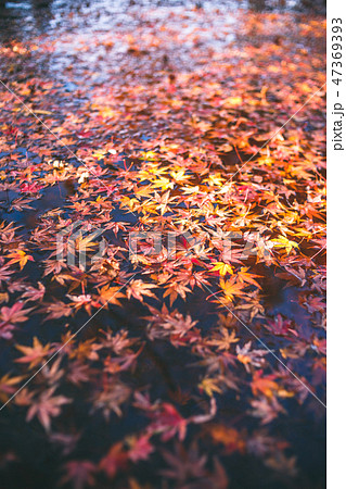 水面の紅葉 秋イメージの写真素材