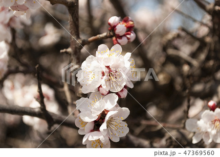 梅の花 梅の花 47369560