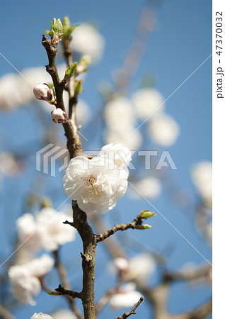 桜の花 47370032