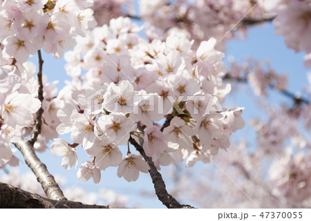 桜の花 桜の花 47370055