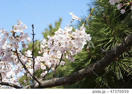 桜の花 松 桜の花 松 47370059