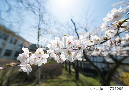 桜の花 桜の花 47370064