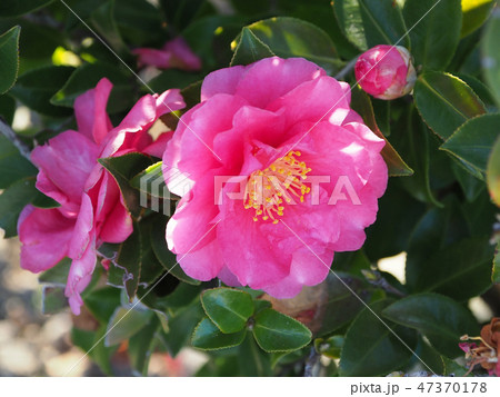 サザンカ(山茶花) サザンカ(山茶花) 47370178