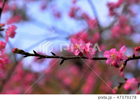 台湾 桜 さくら 47370278