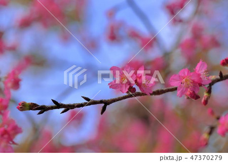 台湾 桜 さくら 47370279