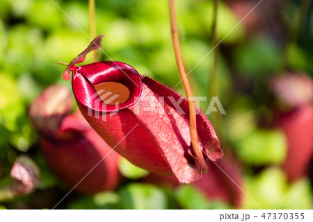 Close up of Nepenthes also called tropical pitcher 47370355