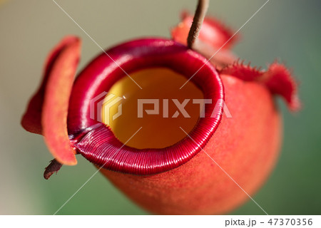 Close up of Nepenthes also called tropical pitcher Close up of Nepenthes also called tropical pitcher 47370356