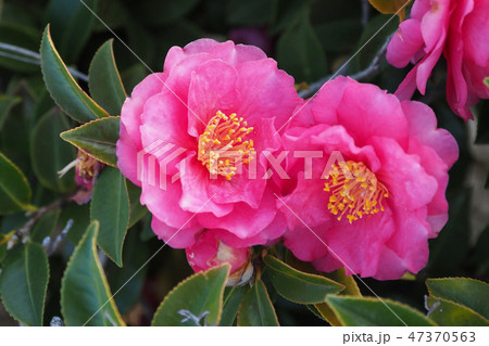 美しいサザンカ（山茶花） 47370563