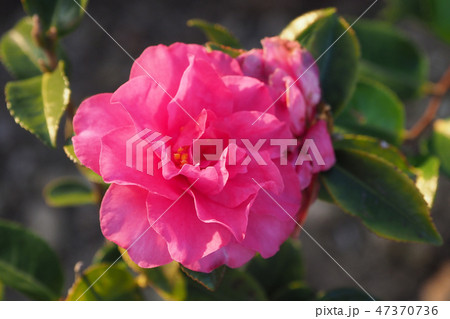 サザンカ（山茶花:自然質感） 47370736