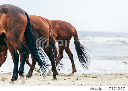 Three horse rumps on the beach in a close up. 47371267