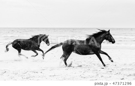 Two brown horses galopading on the seashore. Two brown horses galopading on the seashore. 47371296