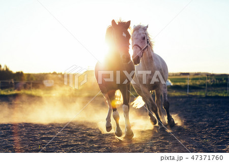White and dark horse gallopading in the sand White and dark horse gallopading in the sand 47371760