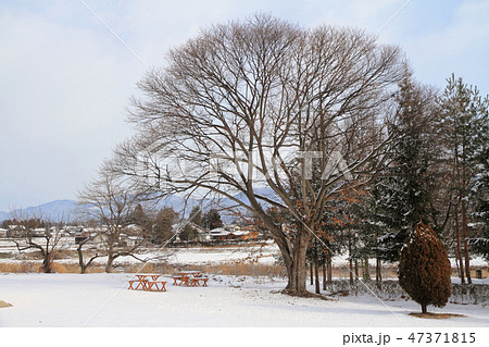 冬の大きな栗の木の写真素材