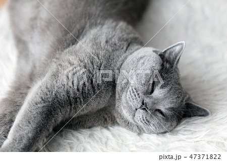 Young cute cat sleeping on cosy white fur. The British Shorthair 47371822