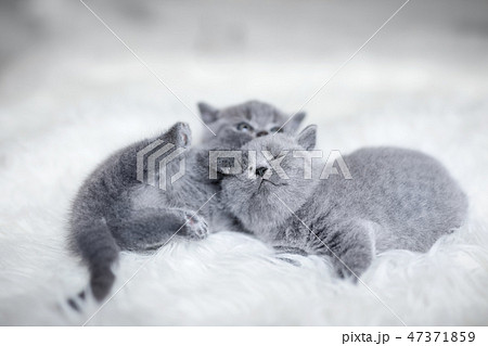 Two playful cuddling little cats, laying toghether. Two playful cuddling little cats, laying toghether. 47371859