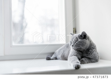 Noble proud cat lying on window sill. The British Shorthair Noble proud cat lying on window sill. The British Shorthair 47371873