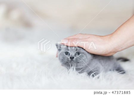 Woman's hand stroking young kitten. 47371885