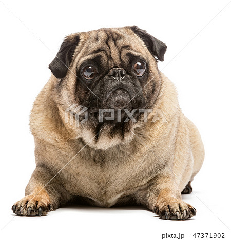Fawn pug dog laying on the ground 47371902