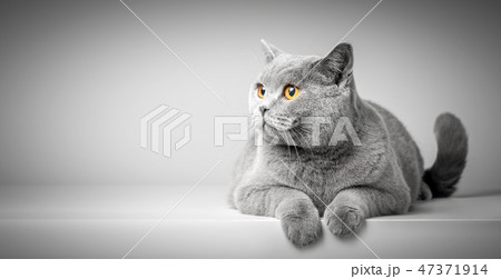 British Shorthair cat lying on white table. Copy-space British Shorthair cat lying on white table. Copy-space 47371914