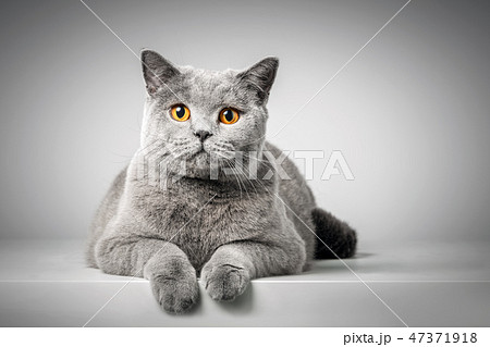 British Shorthair cat lying on white table British Shorthair cat lying on white table 47371918