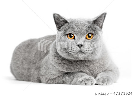 British Shorthair cat isolated on white. Lying British Shorthair cat isolated on white. Lying 47371924