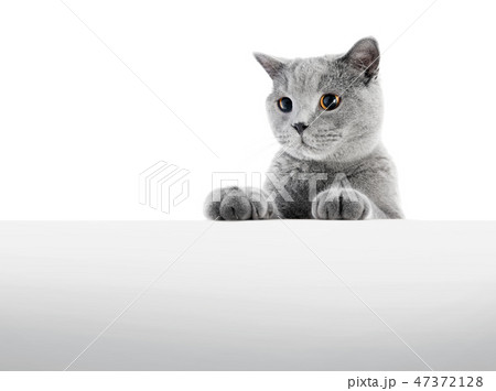 British Shorthair cat isolated on white. Hunting British Shorthair cat isolated on white. Hunting 47372128