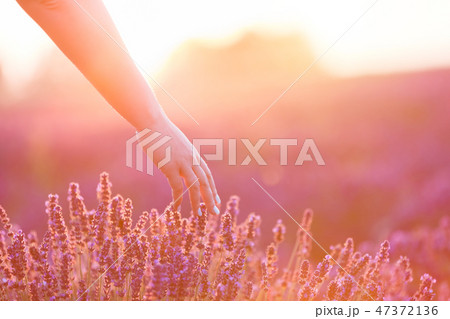 Woman's hand softly touching lavender flowers at sunset. 47372136