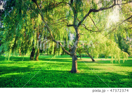 Green summer park landscape. Nature theme Green summer park landscape. Nature theme 47372374