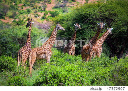 Giraffes on savanna. Safari in Tsavo West, Kenya, Africa Giraffes on savanna. Safari in Tsavo West, Kenya, Africa 47372907