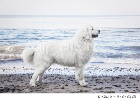 Polish Tatra Sheepdog. Role model in its breed. Also known as Podhalan 47373529